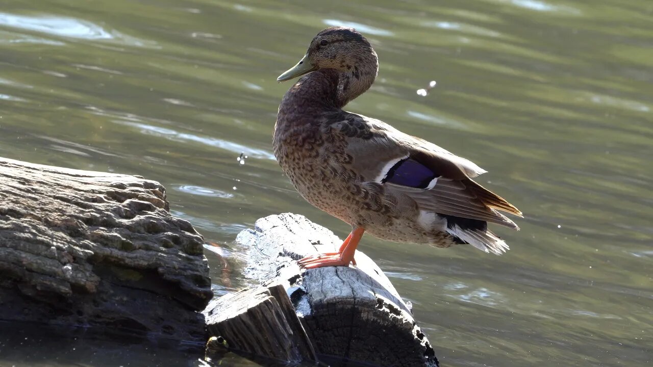 CatTV: Duck on Log Returns