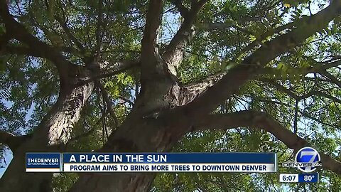 $5 million grant program aims to encourage property owners to plant more trees in Downtown Denver