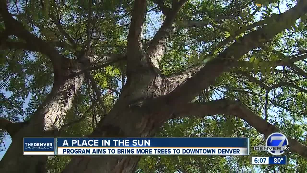 $5 million grant program aims to encourage property owners to plant more trees in Downtown Denver