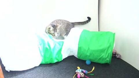 I Have Cat Tunnel and Toys