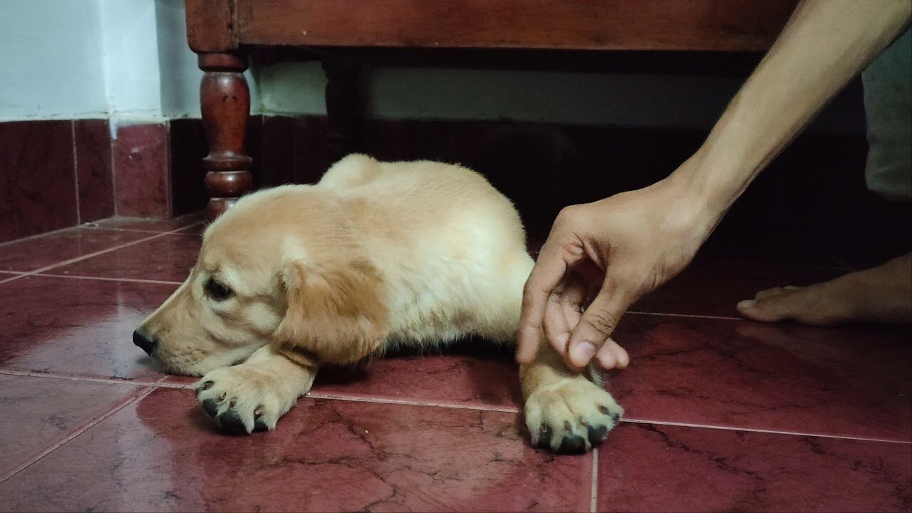 65 days old cute golden retriever puppy training (Stay)