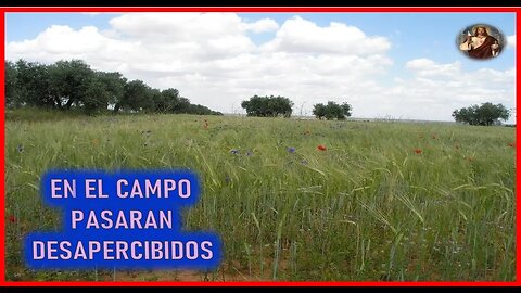 MENSAJE DE JESUCRISTO A CHRISTINA GALLAGER - EN EL CAMPO PASARAN DESAPERCIBIDOS