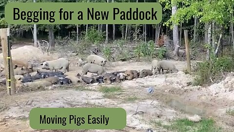 Moving Pastured Pigs Easily from Paddock to Paddock