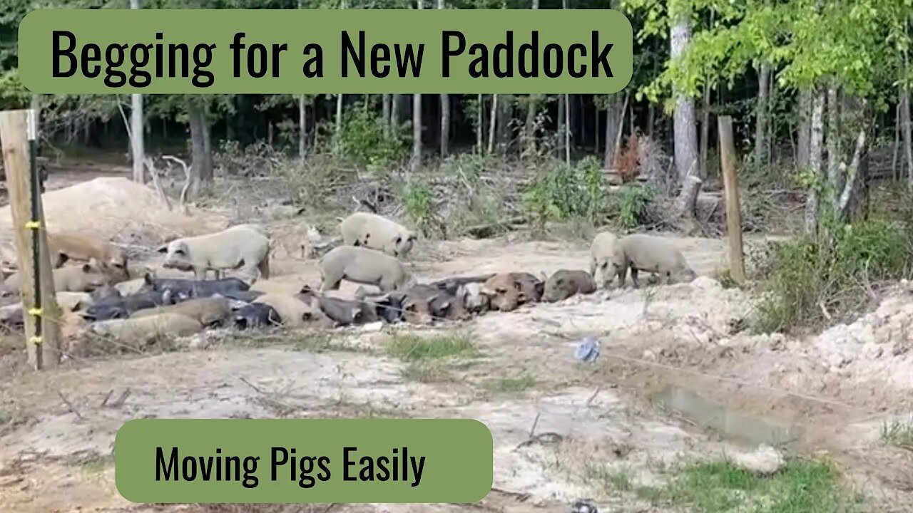 Moving Pastured Pigs Easily from Paddock to Paddock