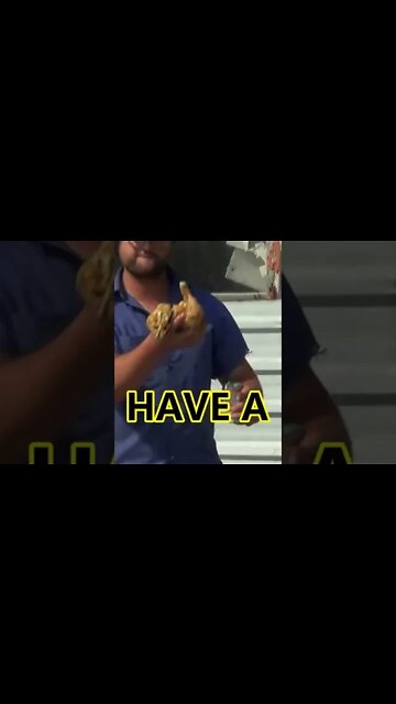 Shooting Chickens ! (Slam Dunking Birds) #shorts