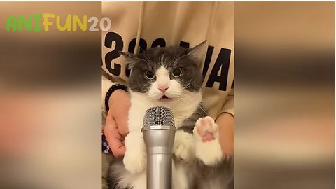 funny cat singing