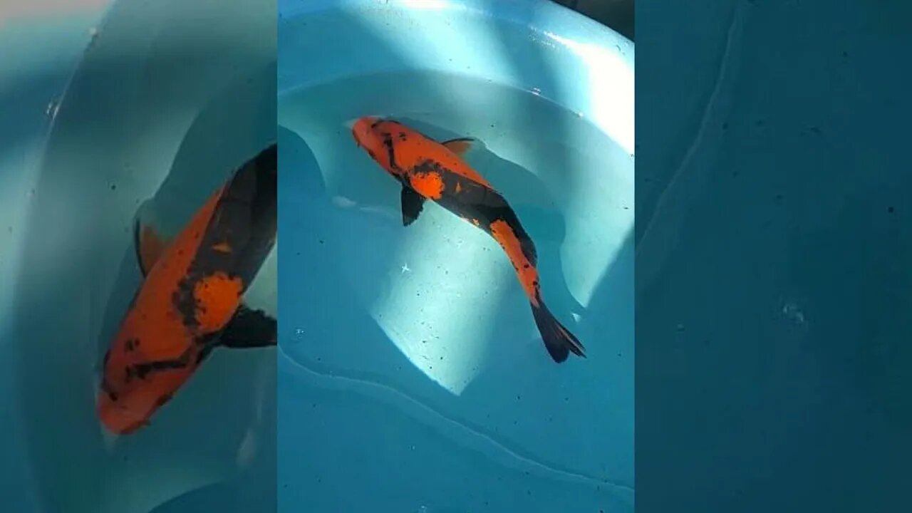 Beautiful Japanese Hi Utsuri Koi fish #shorts