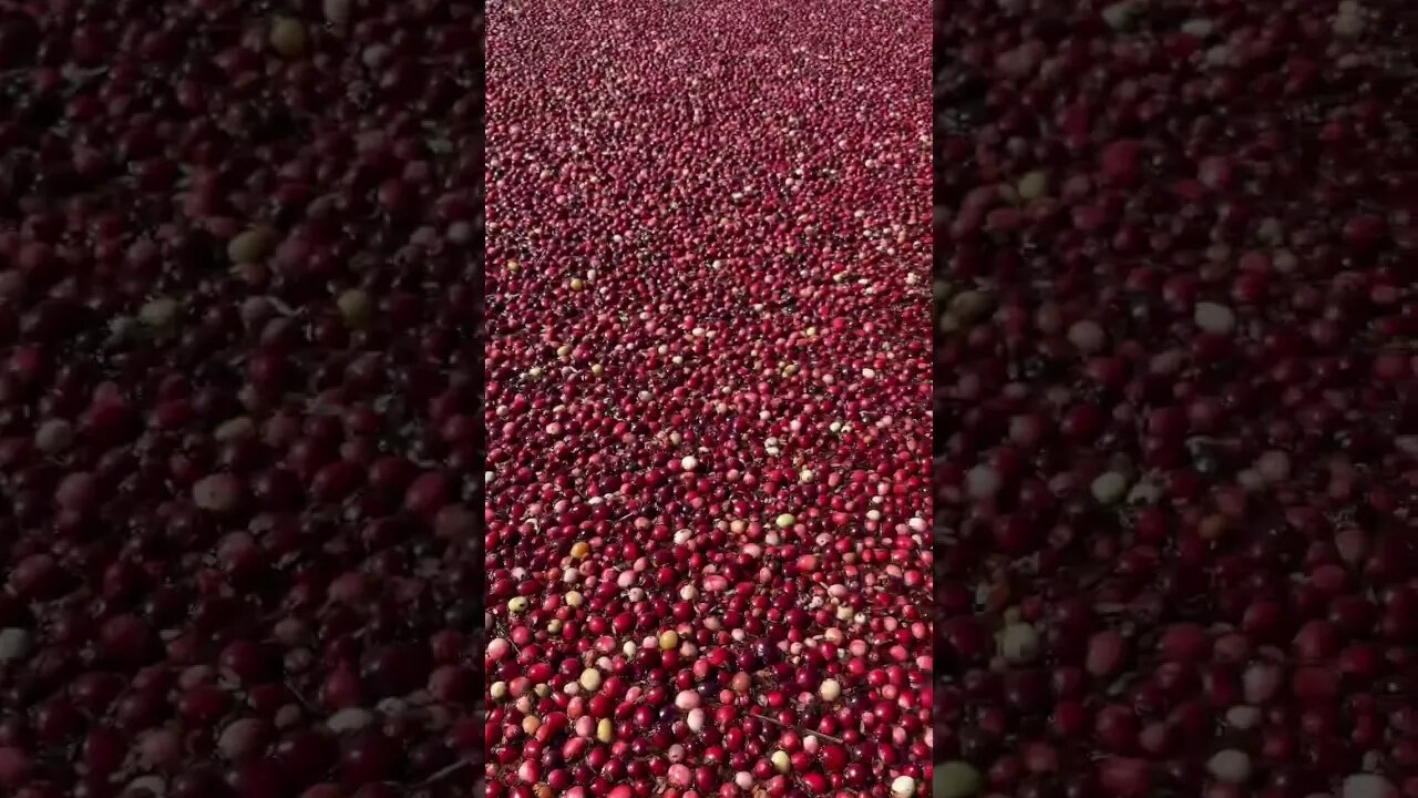 Cranberries anyone? 😮 #harvest #cranberry #harvest2022 #newengland #fall