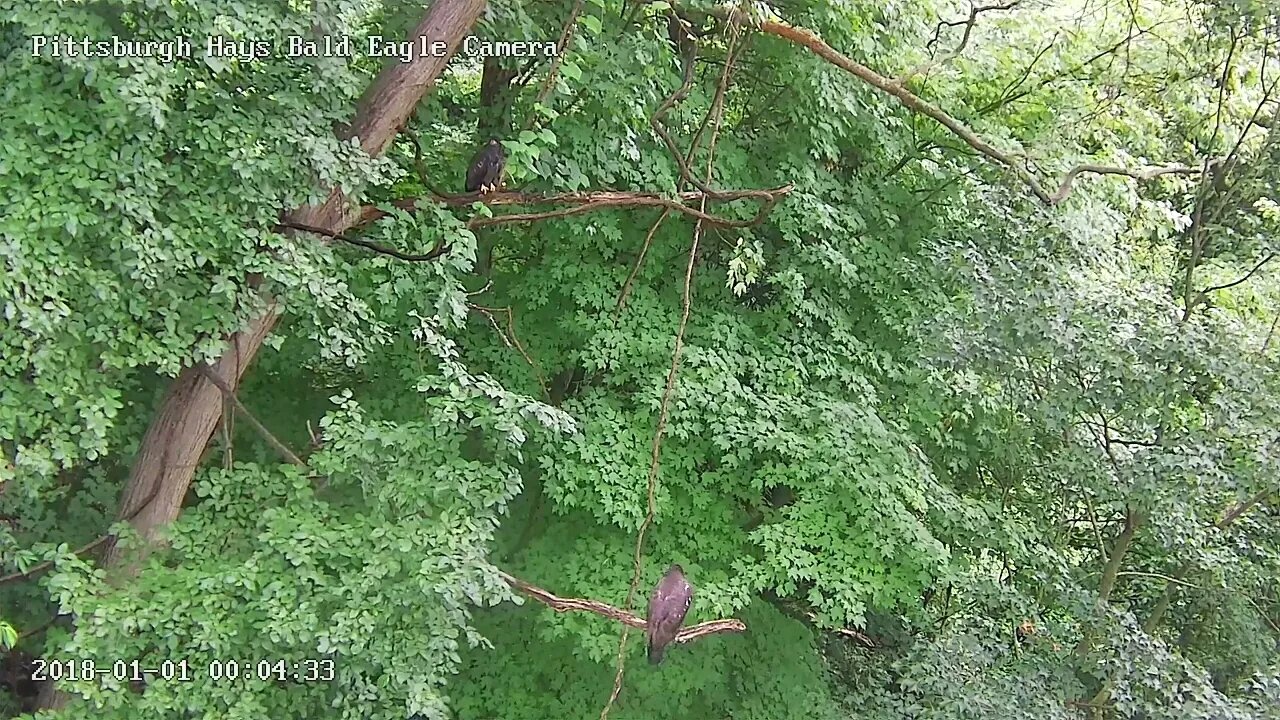 Hays Eagles "Hey H19 follow me!" H20 to the high limb, H19 low limb (WL)! 06--27-2023 19:30