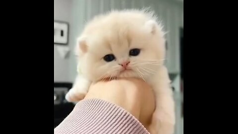 Cute kittens 😍😍 catlover cute cat funny videos #trending #cutecat #viral #entertainment