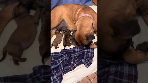Serenity in my bedroom. Nursing four day old litter. LonelyCreek