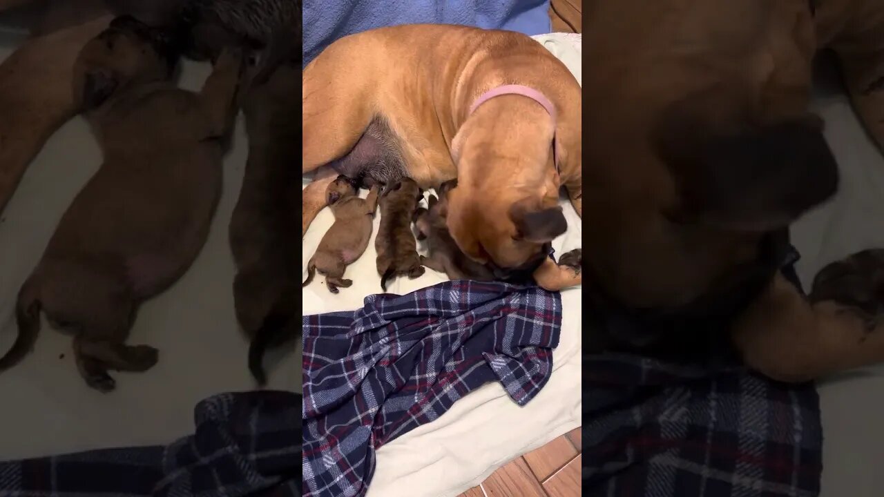 Serenity in my bedroom. Nursing four day old litter. LonelyCreek