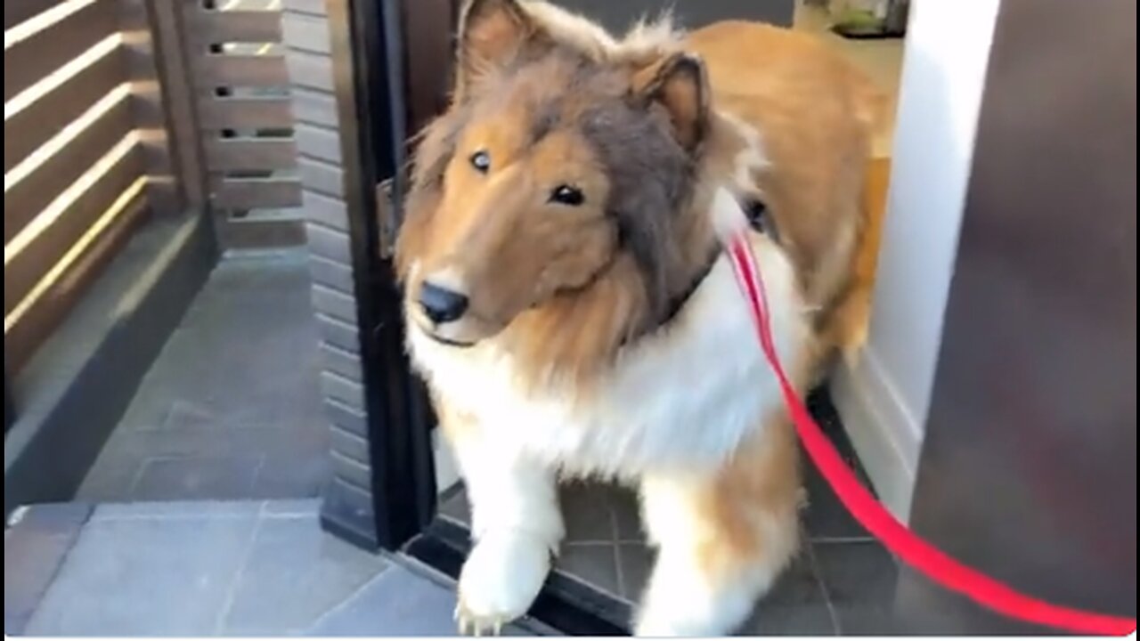 Do NOT Approach This - It's Not a Dog