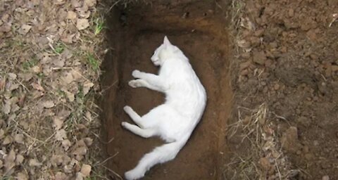 Sad Cats Feelings Dead Kitten-Different From Funny Cats Compilation