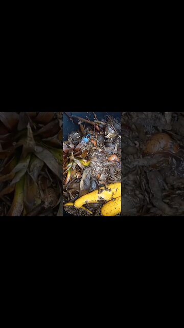 "Lord of the Fly Vaccine"