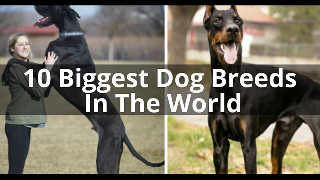 10 Biggest Dog Breeds In The World You'd Want To Own