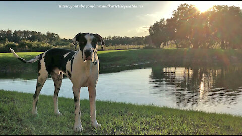 Happy Great Danes Enjoy A Florida Sunset Run and Fun