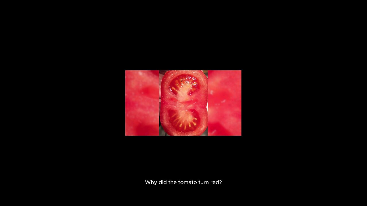 why did the tomato turn red 😫