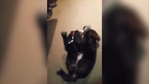 Adorable Dog Twerking On Her Back