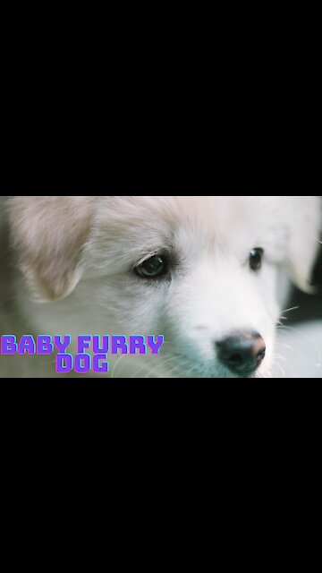 FUNNY DOG BABY FURRY