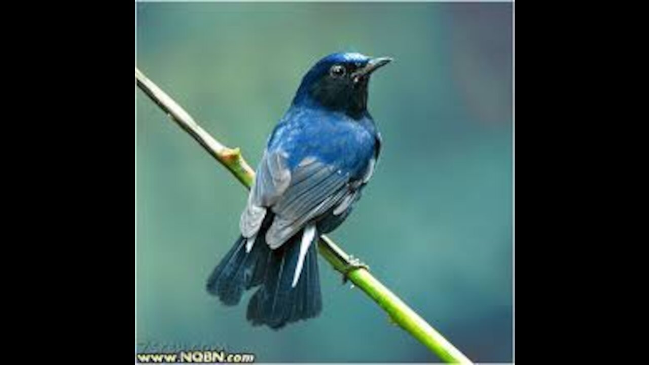 Blue-colored bird flying in the trees cute