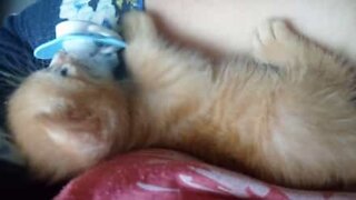 Alerta! Você vai querer adotar um gatinho