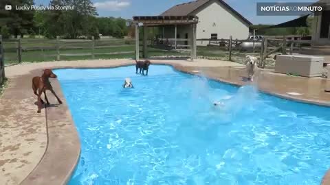 Dezenas de cães se divertem em piscina