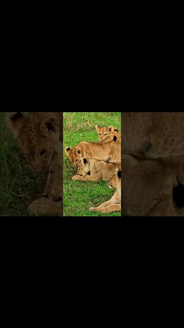 Fun With Lion Cubs #shorts | #ShortsAfrica