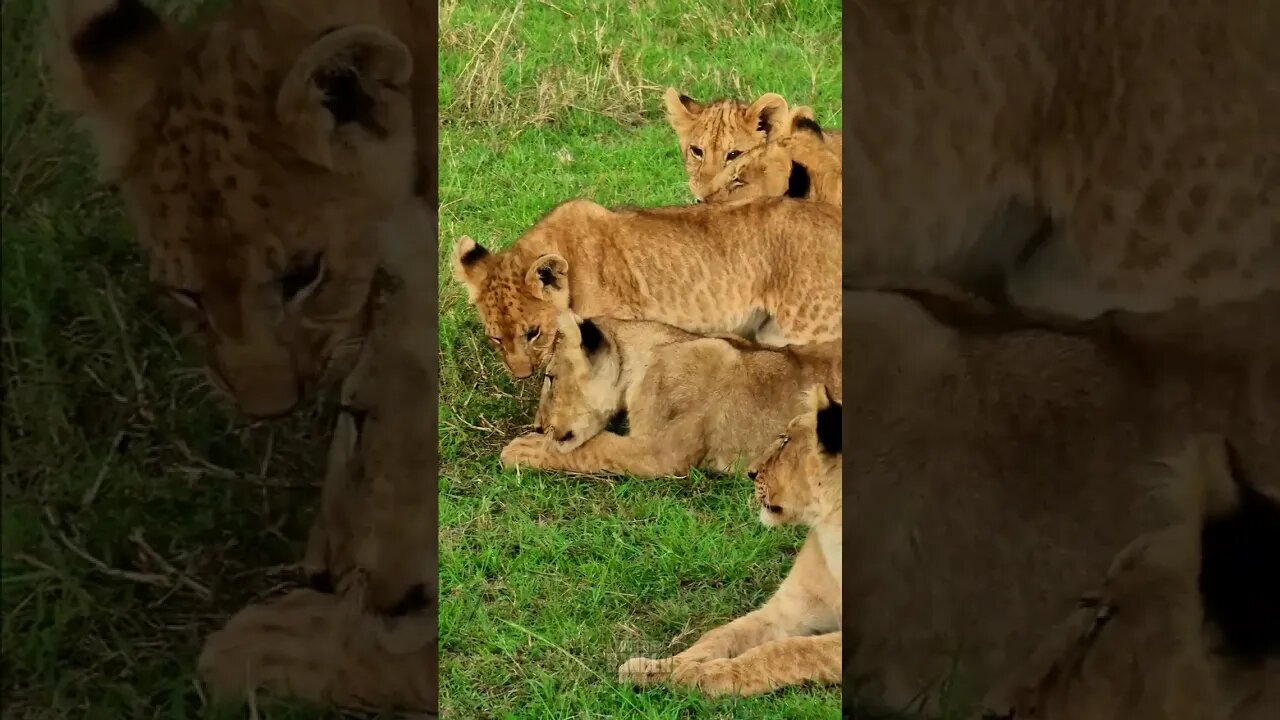 Fun With Lion Cubs #shorts | #ShortsAfrica