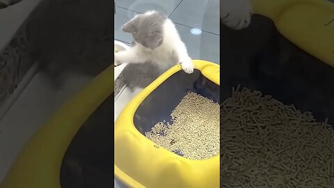 Crazy Cats Series pt.12 #shorts #short #cat #cats #funny #reels #animals #trending