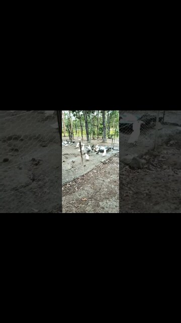 Ducks enjoying the pond