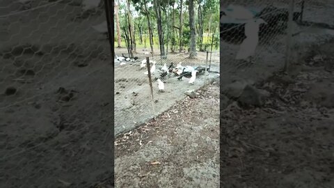 Ducks enjoying the pond