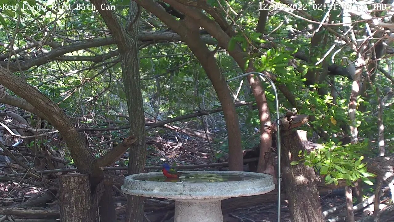 Key Largo - Male Painted Bunting