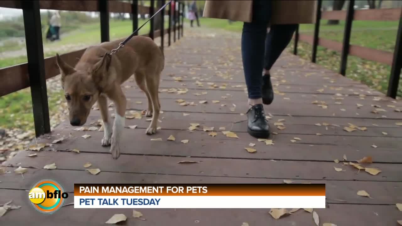 PET TALK TUESDAY - PAIN MANAGEMENT AND PETS