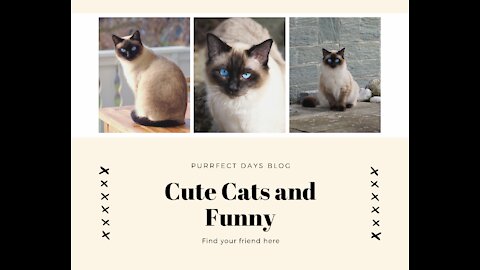 Cute Cats and Funny Animals Complilaton 😹