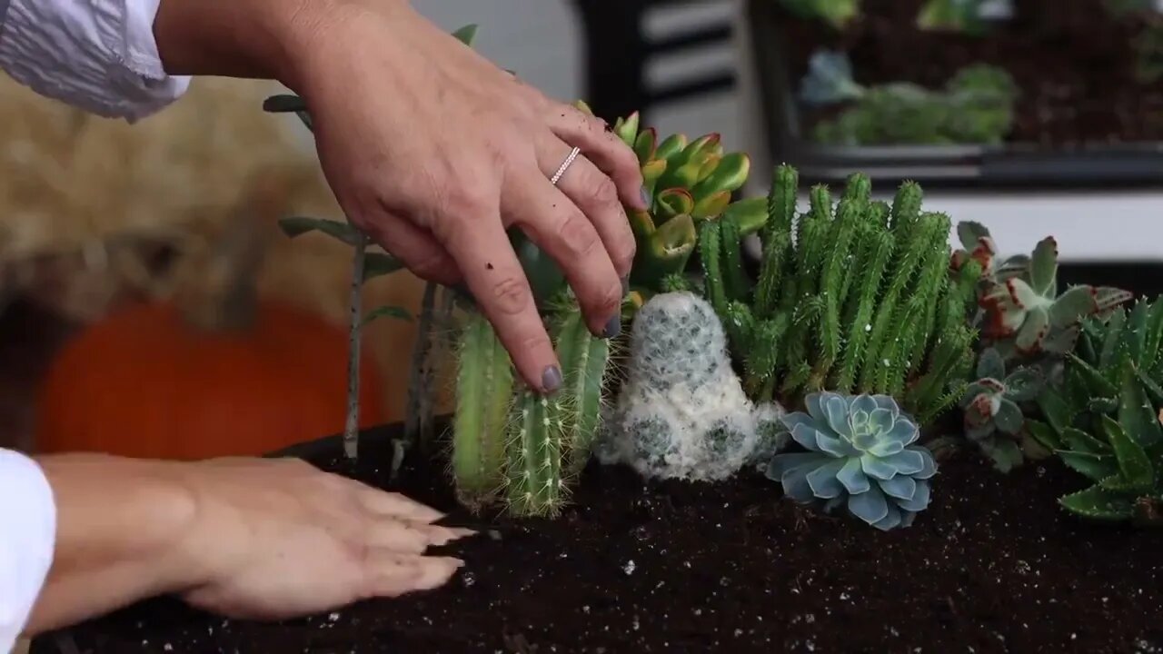 Succulent Treehouse Fairy Garden!