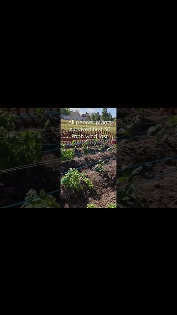 Peppers plants survive 30 mph windstorm #shortsvideo #organic #socialmedia #garden @TalkwithSally