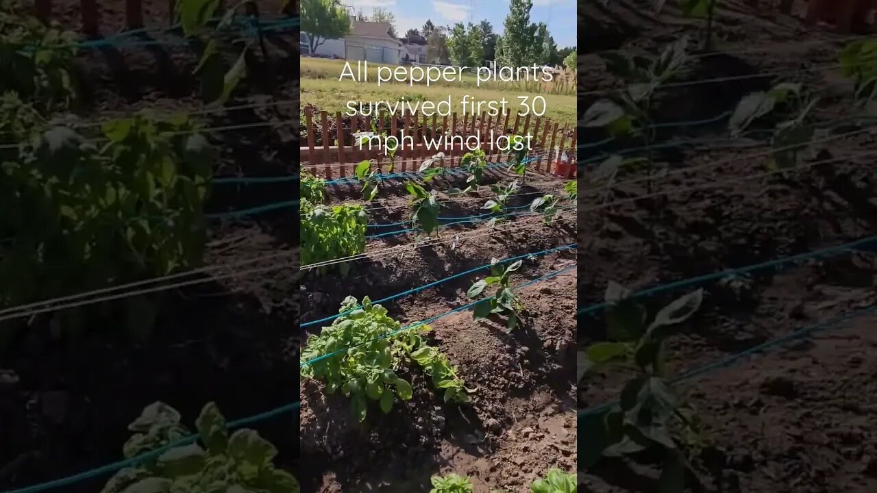 Peppers plants survive 30 mph windstorm #shortsvideo #organic #socialmedia #garden @TalkwithSally