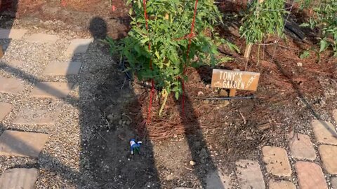 Garden Update Father’s Day 2023