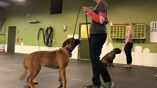 In class with bullmastiff puppy. LonelyCreek bullmastiff Roxanna