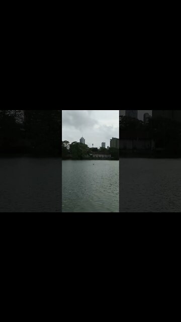 🦢 A White Crane in flight across the lake.