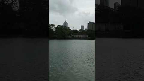 🦢 A White Crane in flight across the lake.