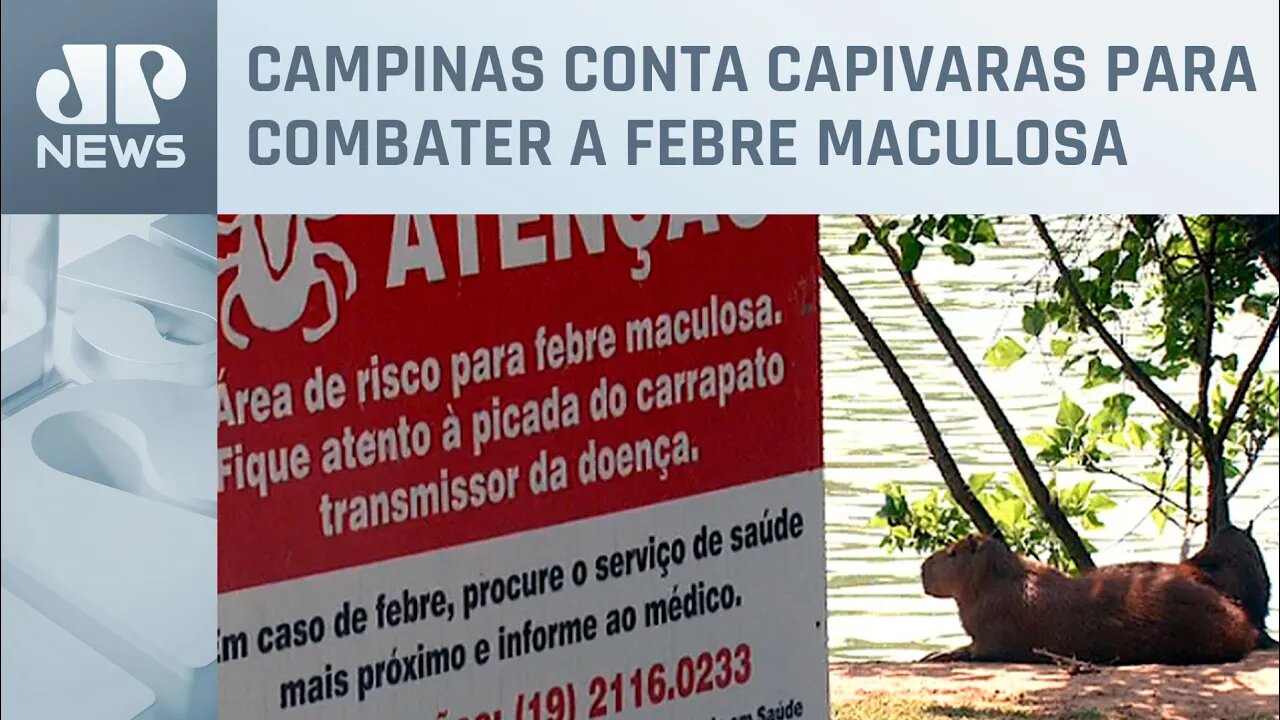 Pesquisadores analisam capivaras em Campinas no interior de SP