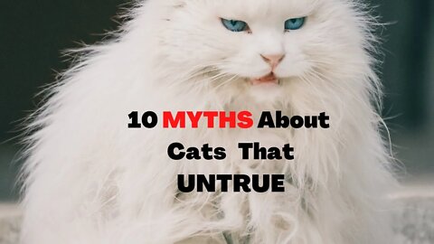 10 Widespread Cat Misconceptions That Are Not TRUE