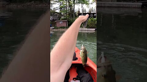 catching a smallmouth bass