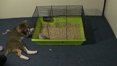 Small Cat Is Fascinated by Hamster Family