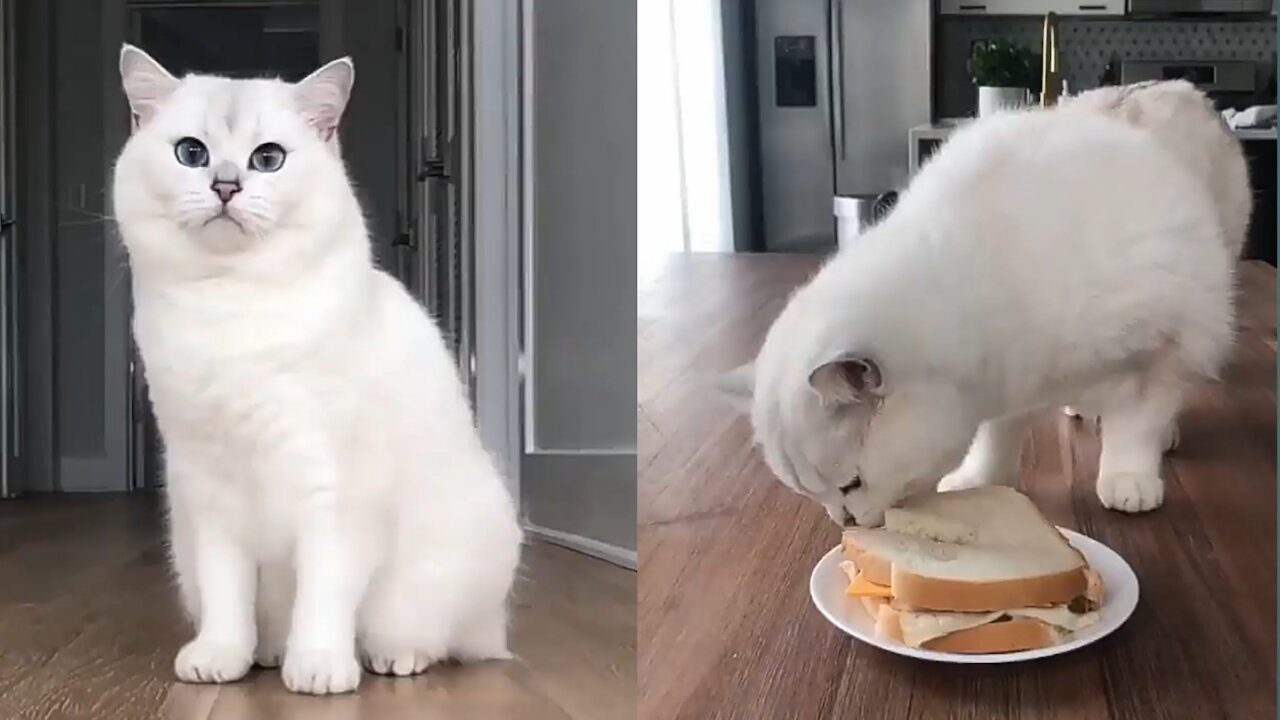 Cat 🐱 Impossible Mission Rogue Sandwich
