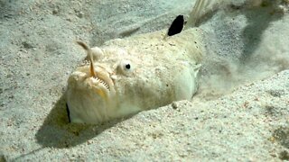 This ambush predator is a truly bizarre fish