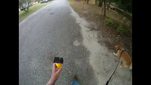 September 8th, 80+ degrees and humid. Flynn doesn't like it.