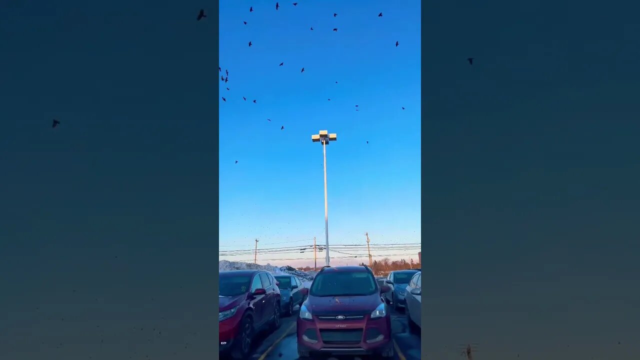 Large amount of Crows Flying Around #birds